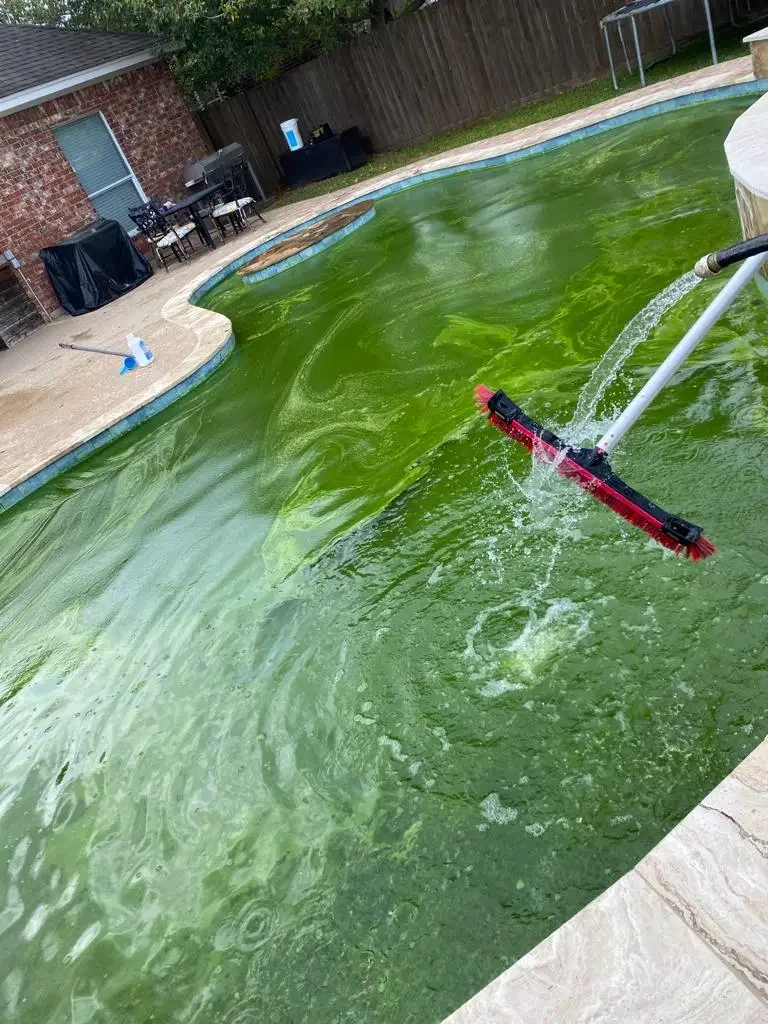 Green algae pool being brushed during a restoration